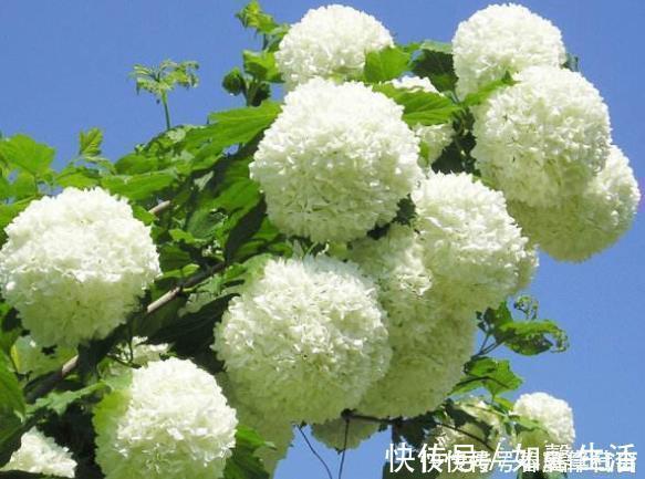 养护花卉,就养极耐寒,不怕热的花卉,好养易爆盆,美极了!