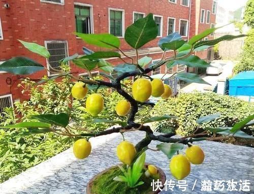 薄荷|“细菌”不喜欢的“3种花”,多养几盆,家里香喷喷,心情美美哒