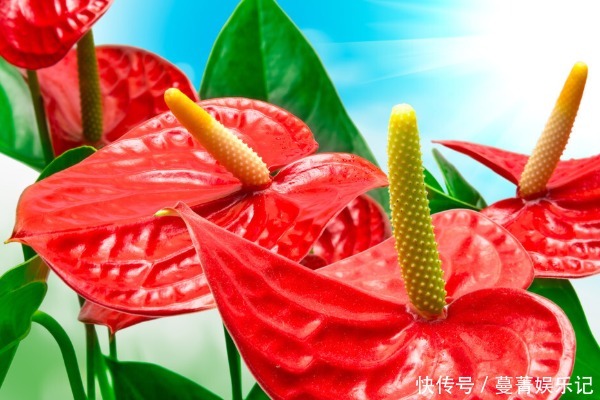 土壤|中国人讲究喜,5种“吉祥花”富贵喜庆,寓意牛年好运滚滚来