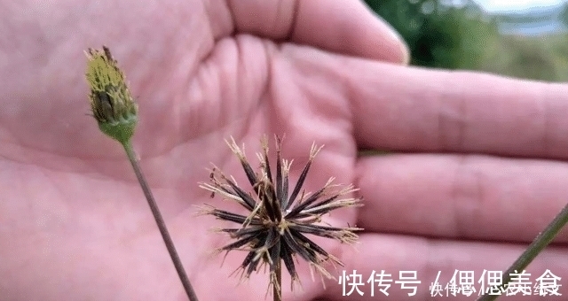 野草|人称“鬼都怕”,农民见到就除,殊不知,当今很珍贵