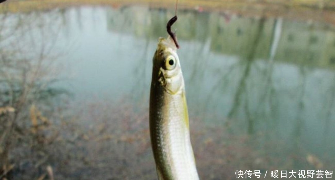 钓鱼|怎样野钓小白条?这个问题可能老钓手都不知道怎么回答,值得收藏