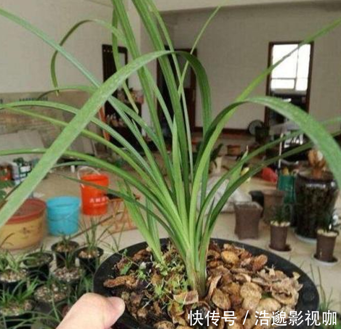 这些“垃圾”不要扔,用来养花“一级棒”,肥的流油,环保又省钱