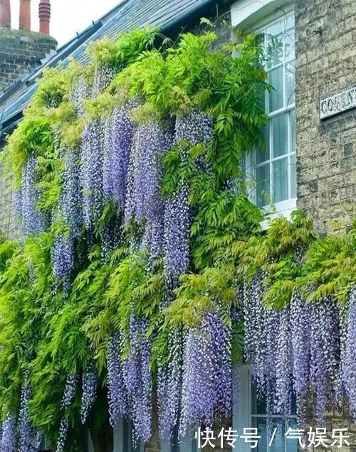 怪不得老公把发财树扔了,现阳台流行种此花卉,香飘满屋更迷人