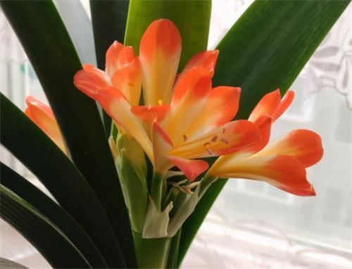 养君子兰，没事喂点“小零食”，叶绿根肥，花又大又艳