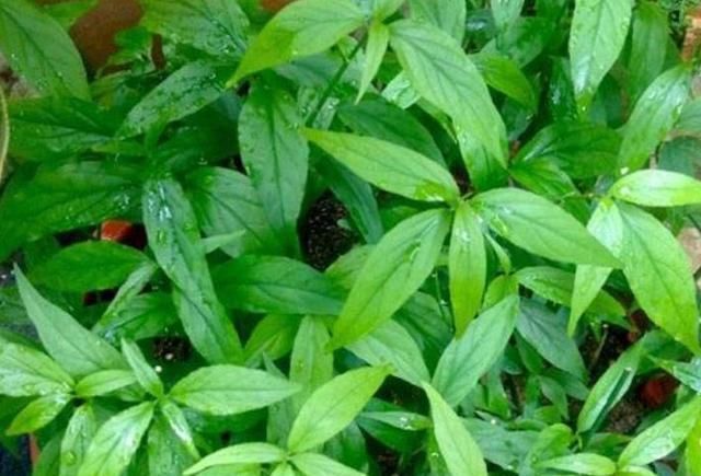 黎王|“这种草”被称为是老烟民的“救命草”,还是抗癌奇草,你认识吗