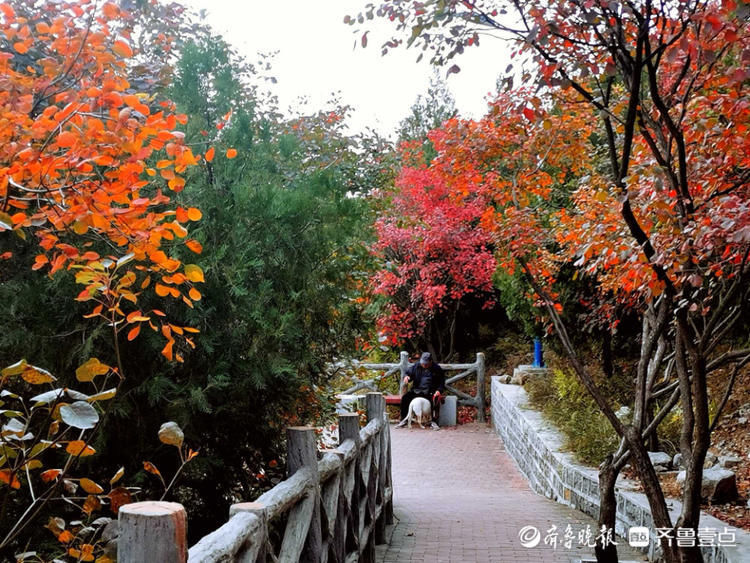 美了美了！济南郎茂山红叶观赏正当时，快去打卡吧|情报站| 观赏