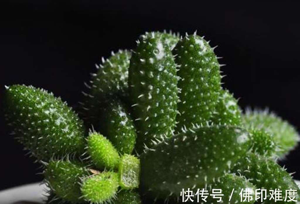 叶椒草|这些多肉说不上哪里好,但就是让人一眼难忘,有的开花还很美