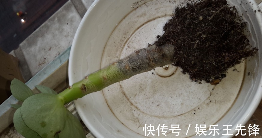 给多肉换盆土期间,没有注意到这些,还不如不动手