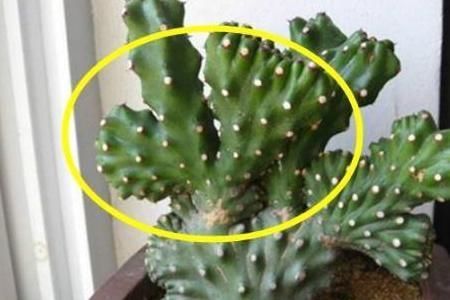 万万不要在家里养这几种多肉,很多人不懂都爱养,长大带有剧毒的