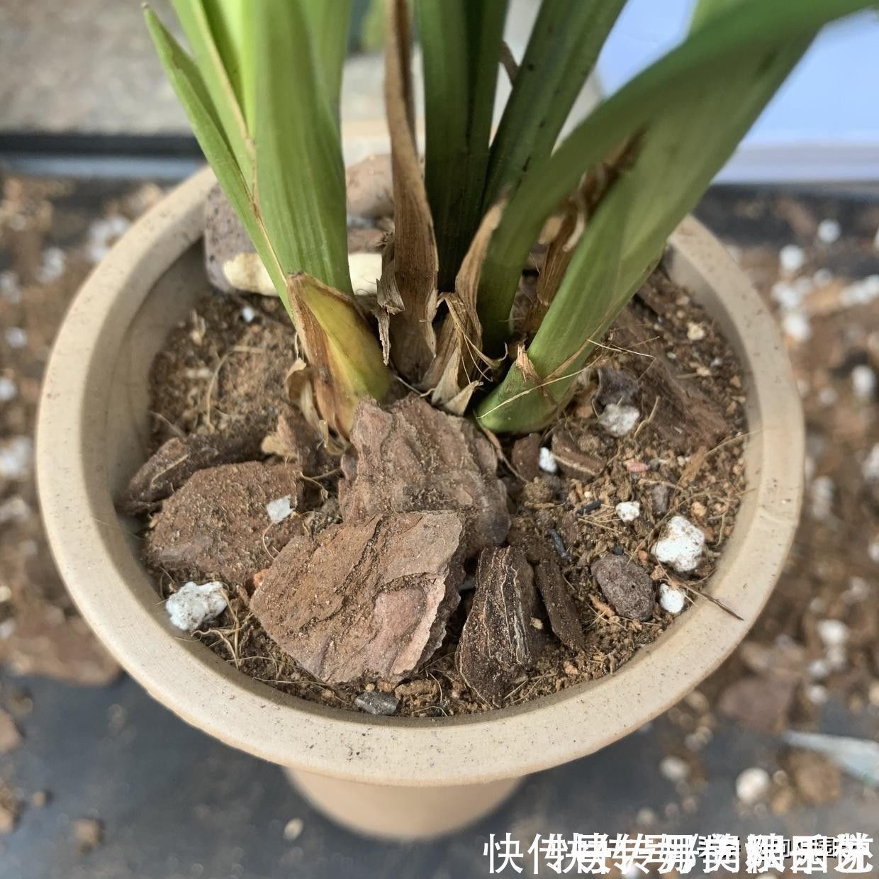 黄叶子|种兰花，植料不用买，公园里捡一些松树皮，养兰花促进开花