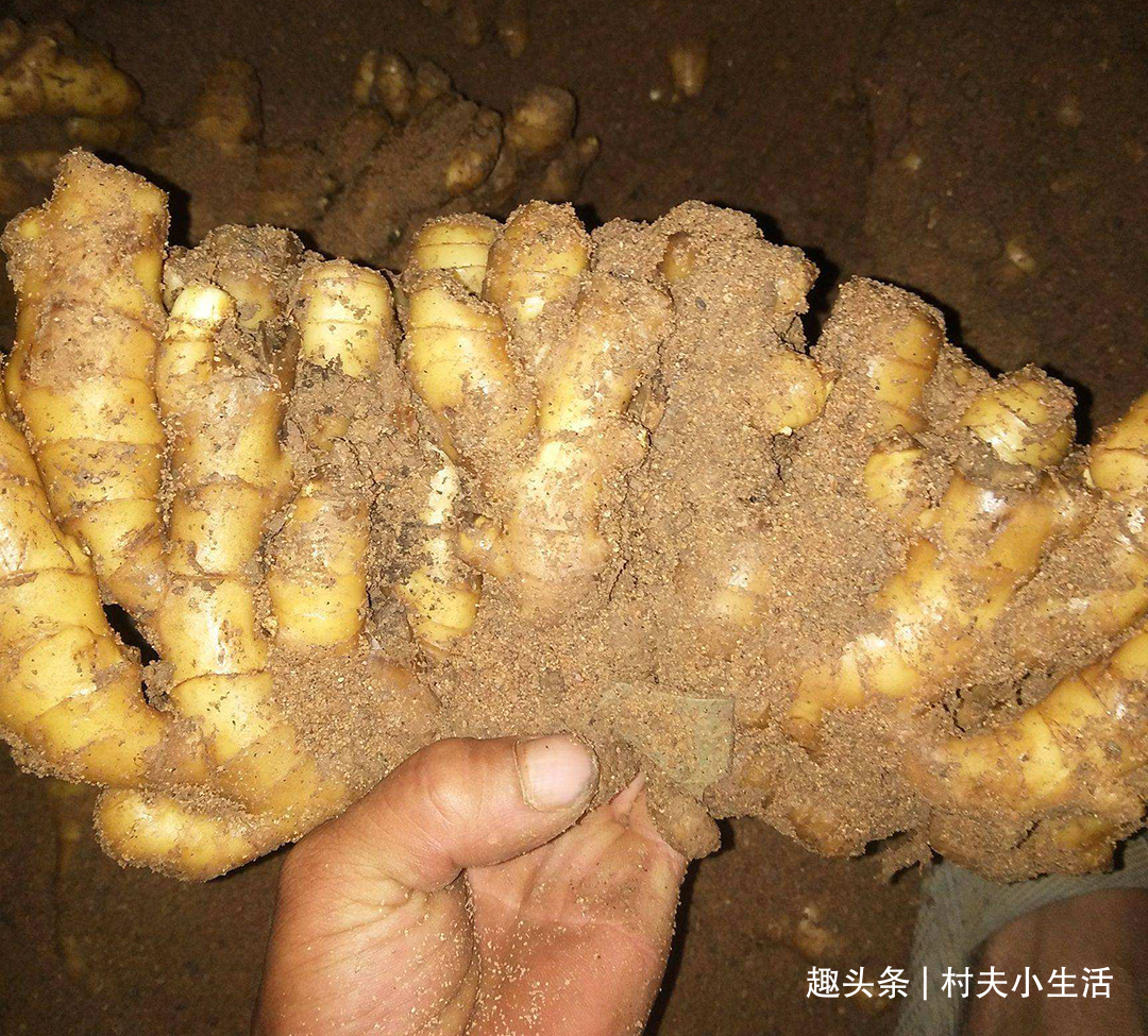 姜皮|生姜放进锅里蒸一蒸，原来好处这么多，高手在民间，长见识了