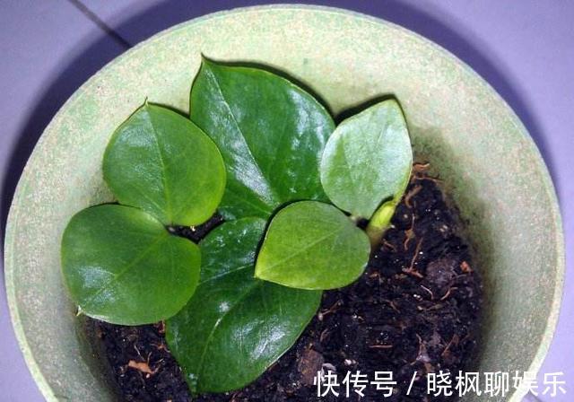 “镇宅树”不用买，把叶子剪下来，放土里就“生根”，变盆栽！