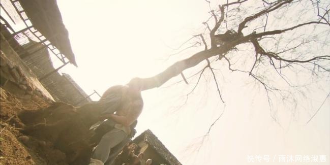 水果|石榴在当下并非稀有水果,但在古代一个石榴甚至能换一头健壮的牛