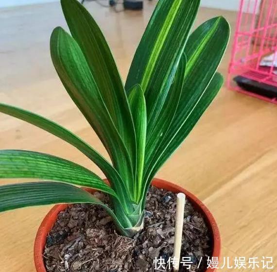 好处|旧筷子、吸管不要扔,插到花盆土里,对植物根好处多多