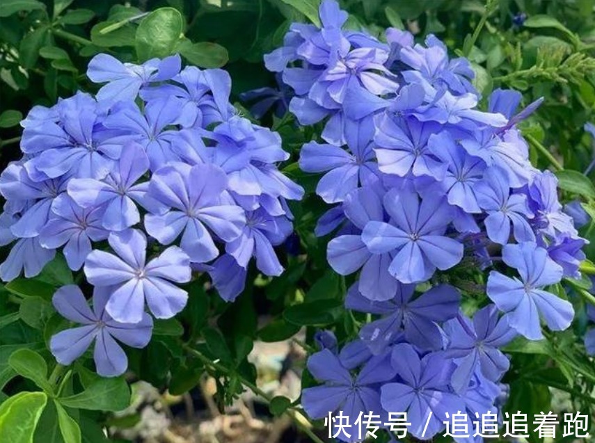 这几款小花，便宜又好养，“花香”飘满屋，花美心情好！