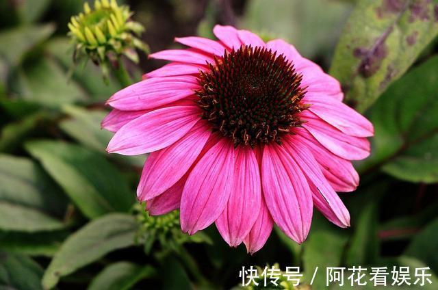 喜欢在家中阳台养护漂亮的花卉，就选择花色艳丽，花期长的花卉