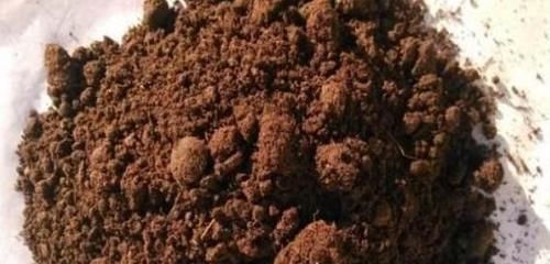 三角梅最好养,只需每月倒点“它”,还“剪几刀”,轻松开爆盆!