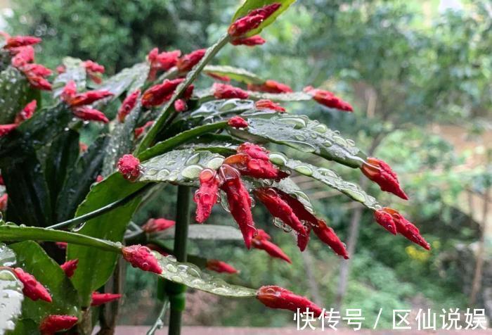 蟹爪兰度夏后叶片又薄又蔫，3招养厚叶片，秋花砰砰开爆盆！