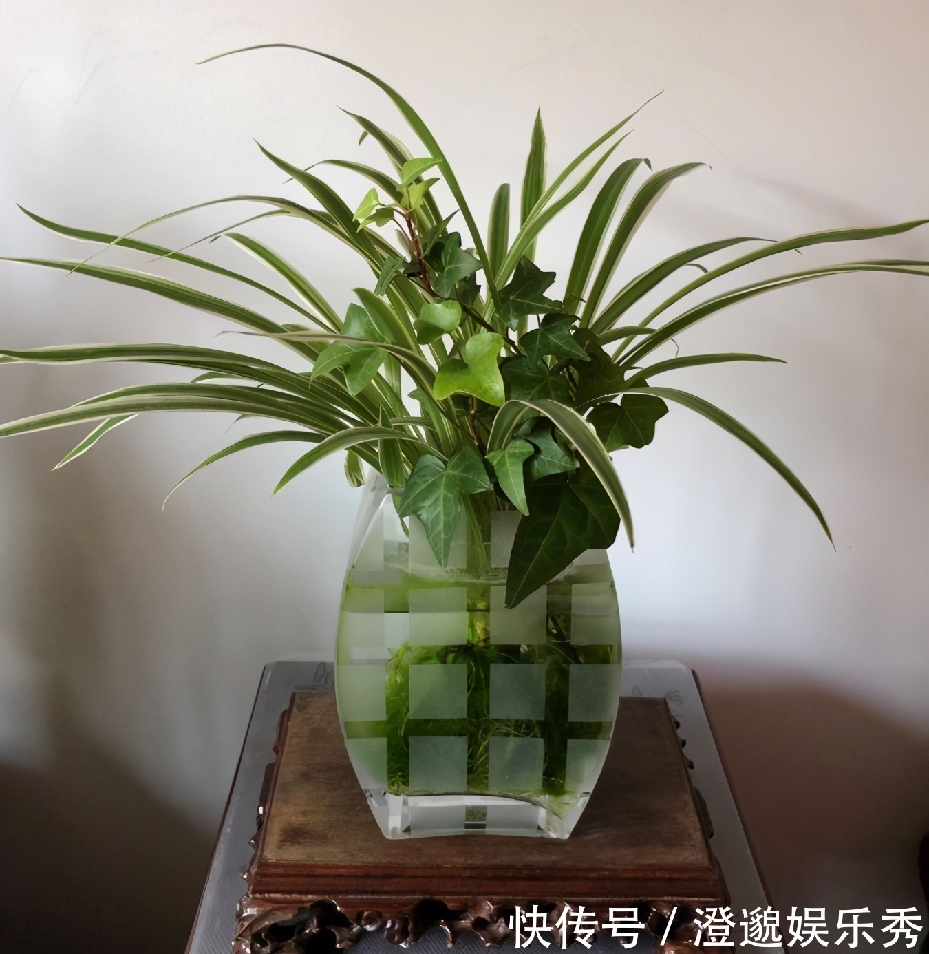 清新|家里有不用的瓶子,拿来水培3种绿植,简单好养清新漂亮