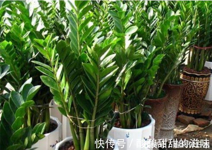 爆盆|4种花养了就爆盆，好养又漂亮，沾土就活，家里养一盆，事业兴旺