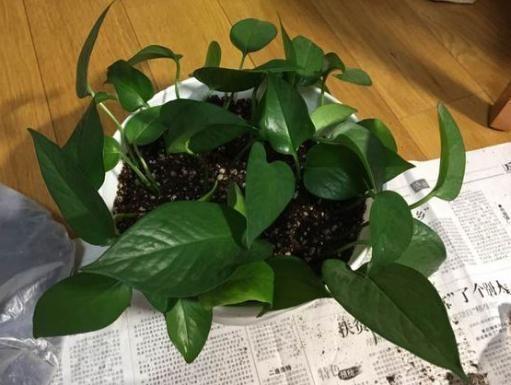 元气满满|你家绿萝叶子越来越小老花农都用这种方法养绿萝,叶子想大就大