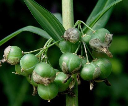 形状像山芋,看起来是歪七扭八,常被误认为是玉竹