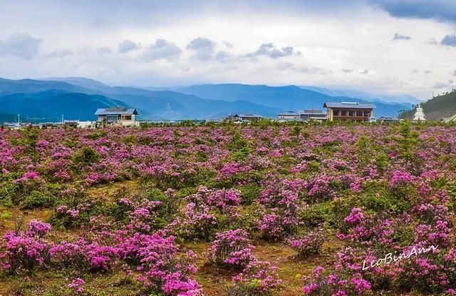 连接香格里拉和稻城，这是什么神仙公路