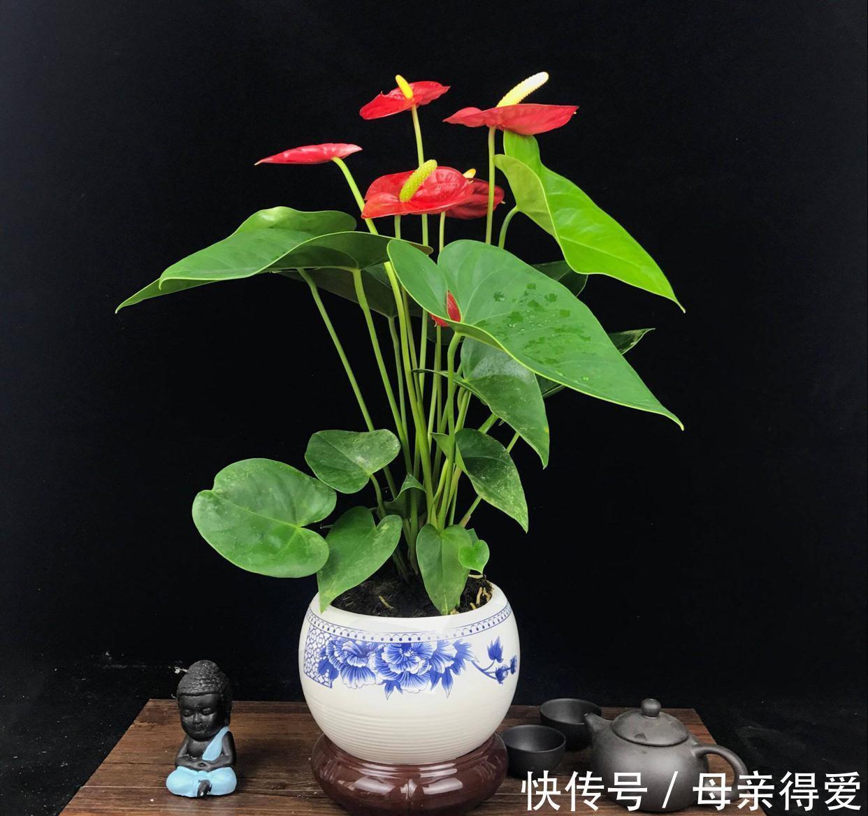 8种“漂亮花”别晒大太阳,一晒就耷拉,客厅不见光,养成绿森林