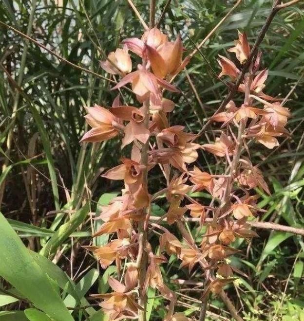  兰花|无叶也能开花的植物？一个老芦头，花痴硬是把它整开花了！