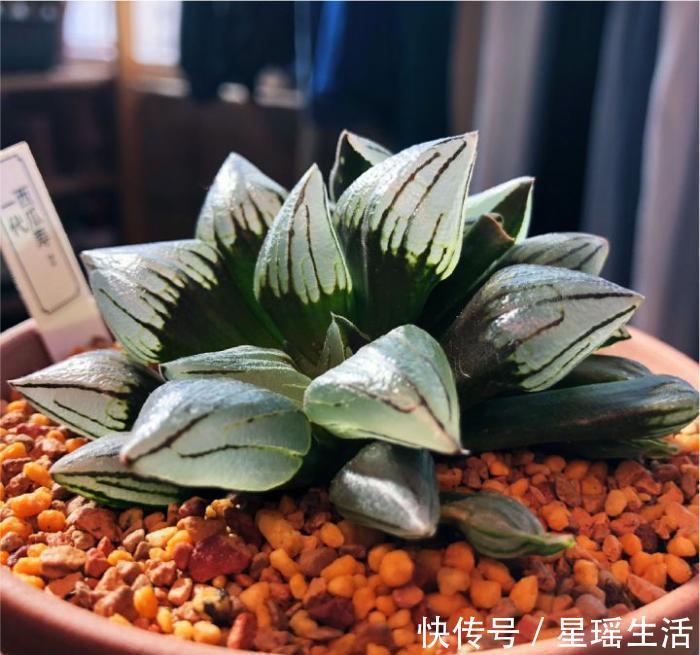 叶子|多肉植物为什么会变色?科学家的养肉秘籍,4招教你给多肉上色