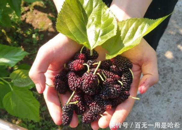 枸杞|生姜和此物是“天生一对”,睡前吃一点,肾气足,肝也“净”了