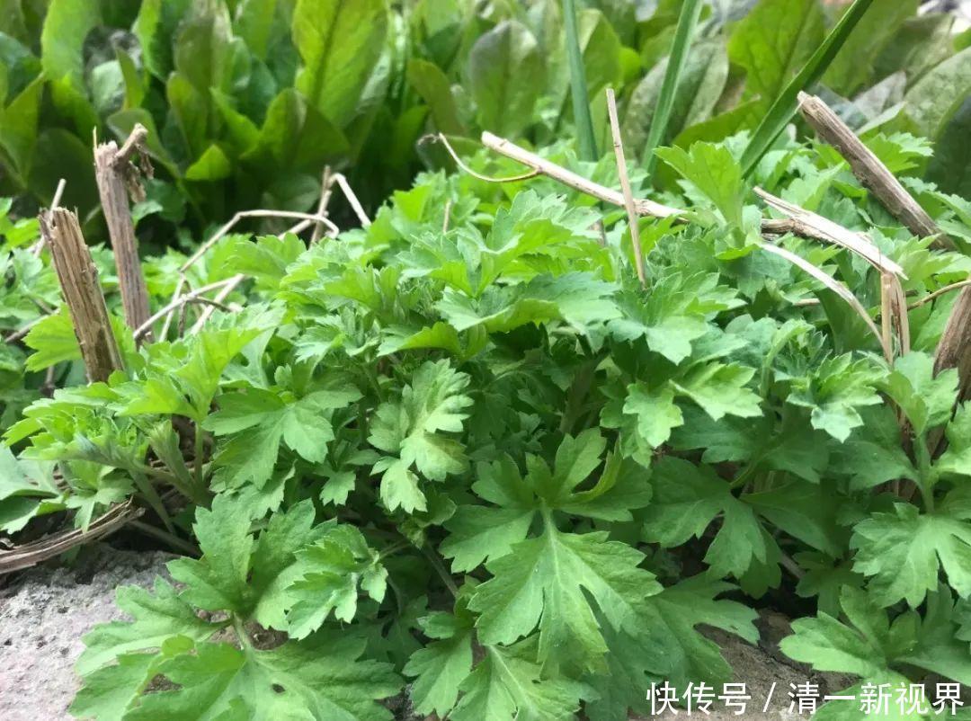 7种花插土里,立马长满院子,蚊虫不敢靠近!