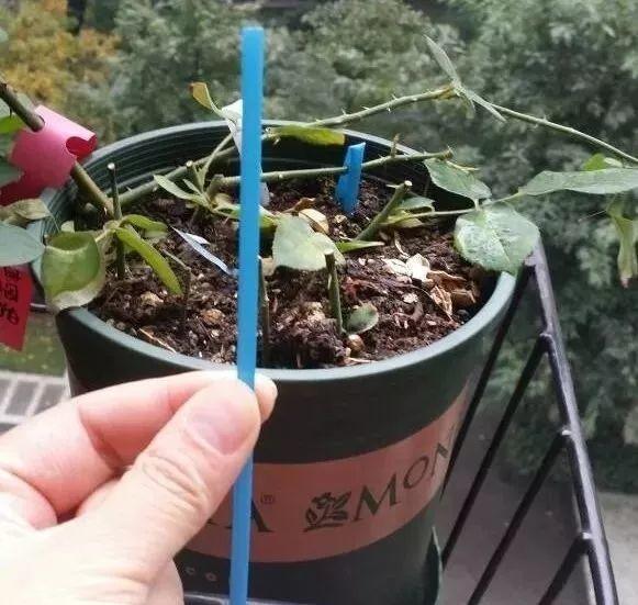 盆土硬成大疙瘩,浇点松土剂,立马软得像发糕!