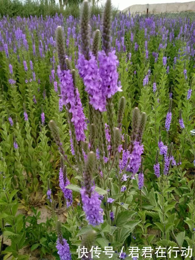 所有紫色花的名字和图片 所有紫色花的名字和图片