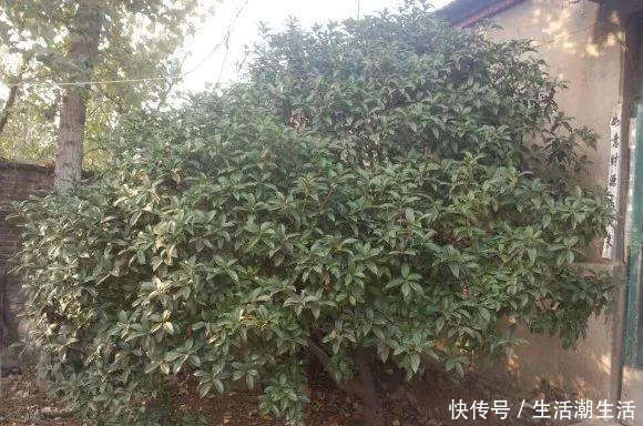 50年的桂花树，卖了5万块钱，大家觉得值吗！