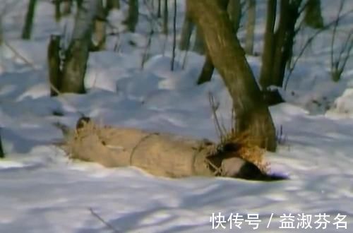 崇祯|《红楼梦》漂亮能干、身材窈窕的女强人王熙凤,究竟影射了谁?