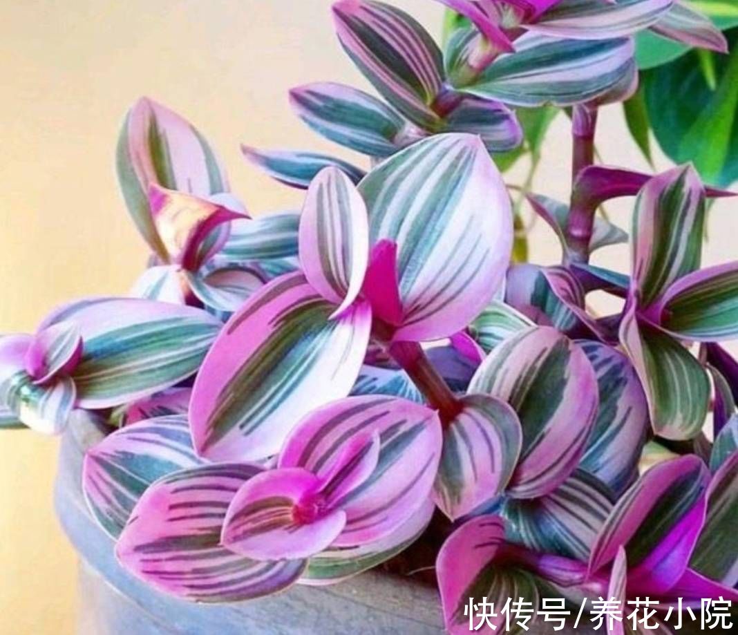 肾形草|3种花，好养又漂亮，叶子比花还美