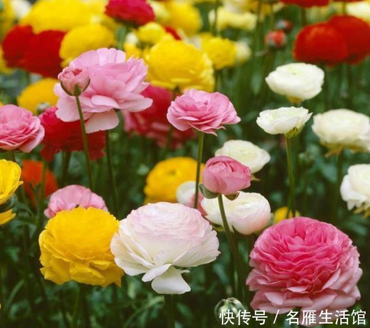 芹叶牡丹|秋天养花,首选4种花,花期长、颜值高,晒晒太阳开花一茬又一茬