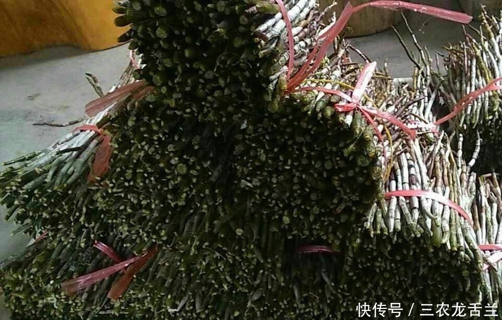 野草|千元一斤被炒成“仙草”,曾遭人们疯狂采挖,如今40元一斤无人要