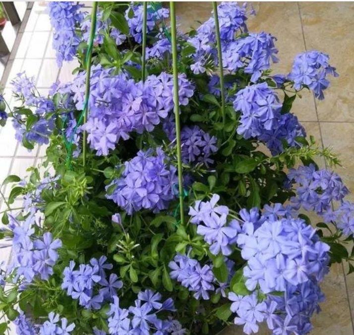 家养此款花卉，花大色艳胜玫瑰，花色艳丽，花开枝繁叶茂，美