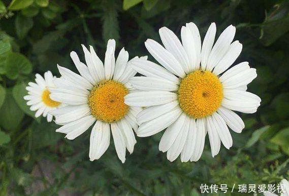 档次|4种花,最适合养客厅,高贵优雅上档次,花期长达300天!