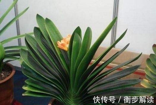 花盆|养君子兰,花盆里埋上10粒它,3个月蹿出4片新叶,开花50朵