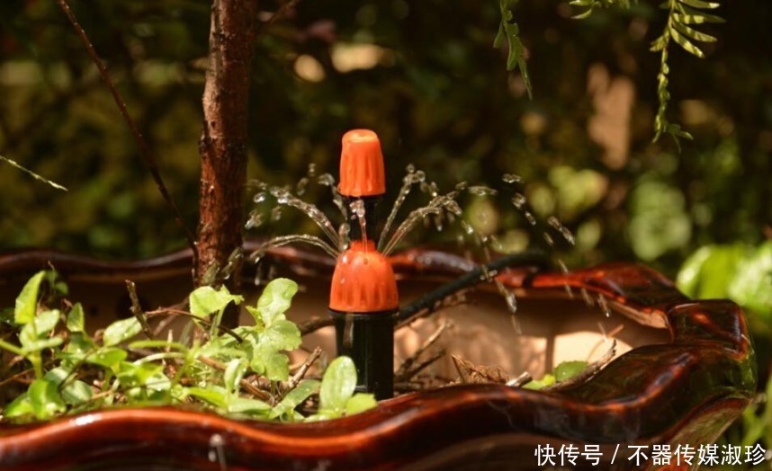 想养花先学浇水,教你两个小诀窍,轻松判断水质养好花