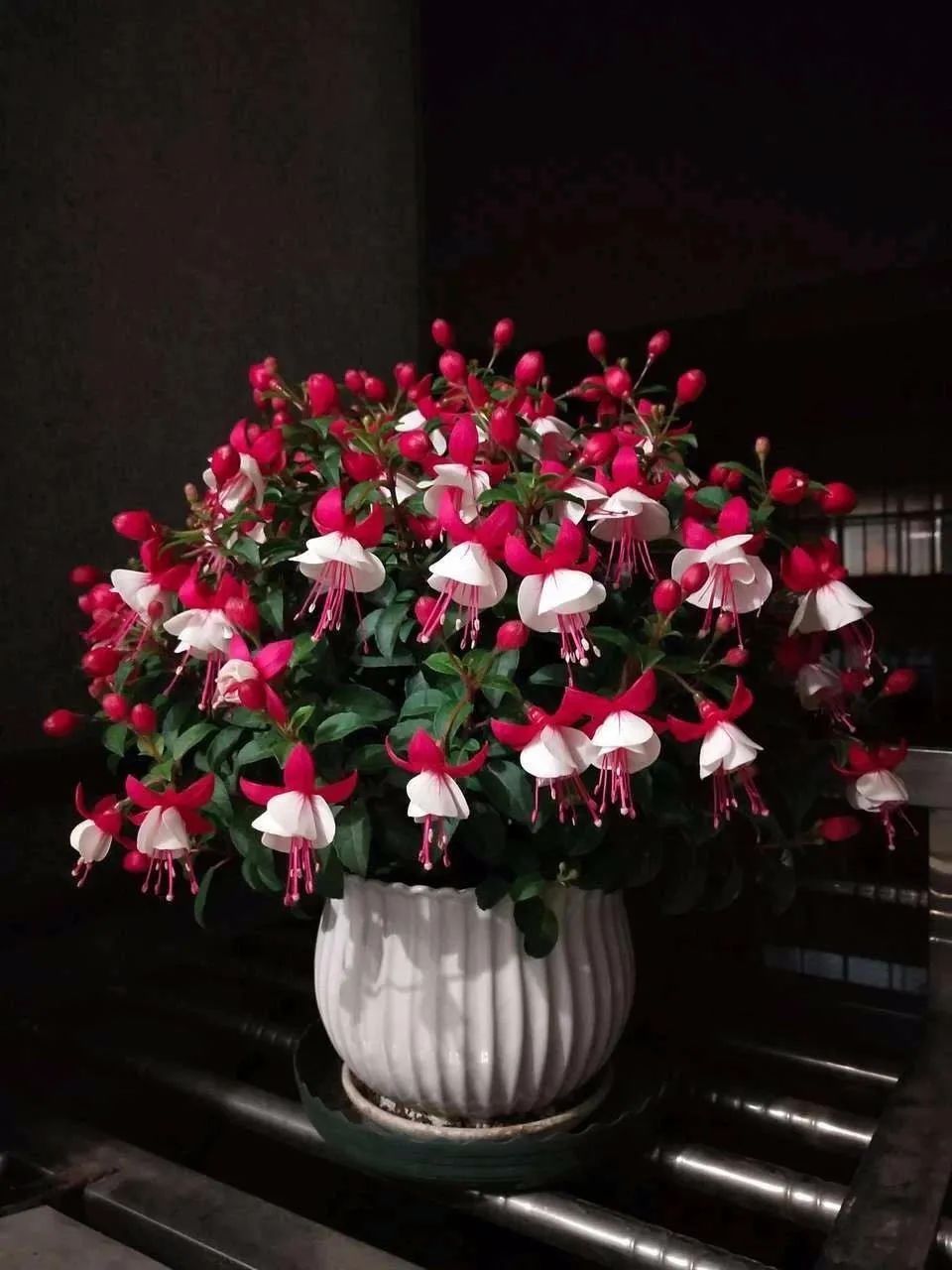 公认最难养的五种花,新手别轻易尝试