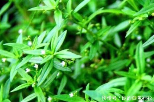 吃得起|湿气的克星“暴露”了,谁都能吃得起的湿气良药,还清理子宫细菌