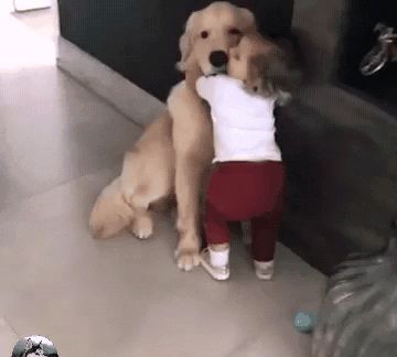 金毛|金毛生了窝奶狗,一半是金毛一半是德牧,结果还区别对待呢