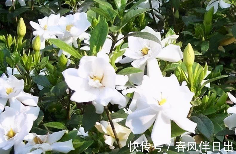 北方地区|室内盆栽栀子花，掌握3要领，下半年花开不断，天天像喷了香水