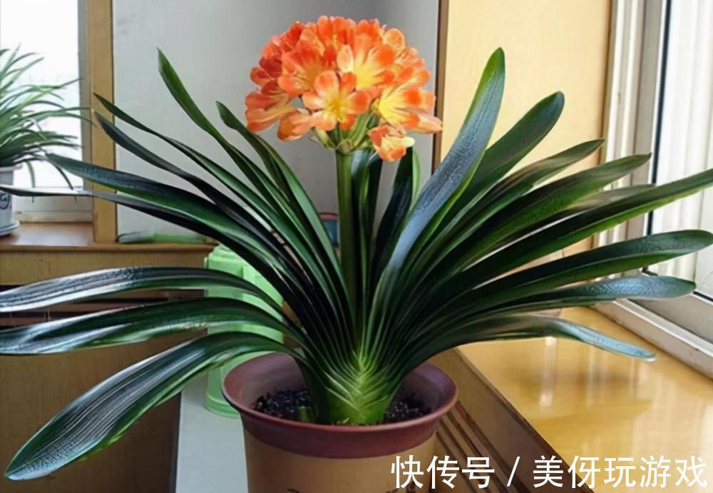 人养花，花亦养人！这八种“能养人”的健康花，建议至少养一种