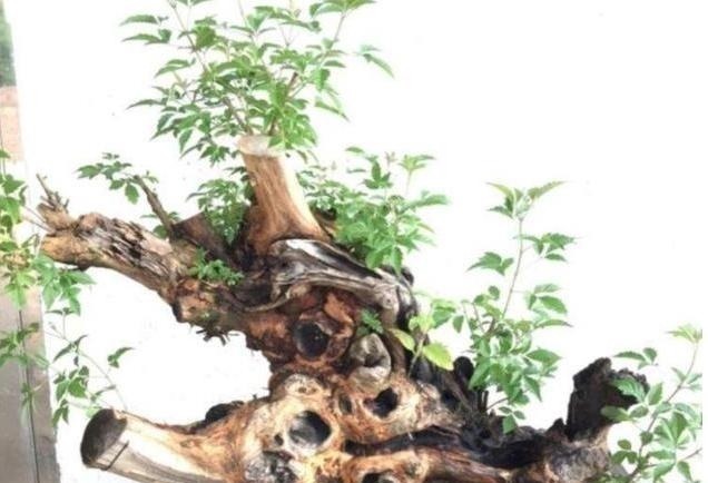 虫眼|山路边挖来的“虫眼桩”,捡回埋在沙盆中,3个月发新芽、价猛涨