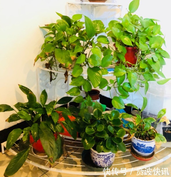 花友|3种植物是老酒鬼,一喝啤酒就疯长,根本不用施肥!
